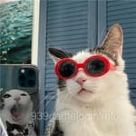 Avatar of Bushra Nadeem