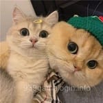 Avatar of Farah Iqbal